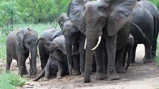 PEACEFUL moment as Elephant RELAX in the RAIN ️