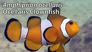 Ocellaris Clownfish (Amphiprion ocellaris) Stock Footage - PAL DV