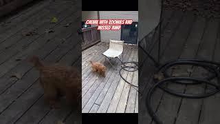 My Five Month Old Cavapoo, Chewie with the Zoomies and Missed Jump. 