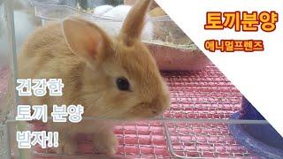 #드워프토끼 분양 #토끼분양하는 곳 #애니멀프렌즈 #소동물분양 #Bunny sales #ウサギ販売#Cute bunny