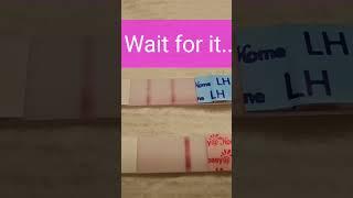 13 dpo #baby #livepregnancytest #pregnancy #pregnancytest #motherhood #pregnant