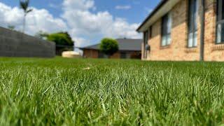 From Bare to Beautiful: Laying Sir Grange Zoysia for a Stunning Lawn