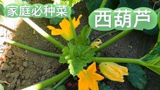 家庭必种菜--西葫芦一定是首选！营养丰富产量高，不挑土壤和气候适应性超强！