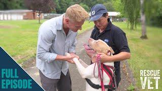 RSPCA turns 200! How Dr Scott became a vet... | Rescue Vet with Dr Scott Miller