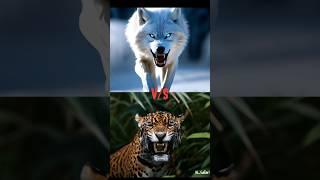 Asia’s Most Ruthless Predators: Epic Wildlife Battles Revealed#shorts #predators