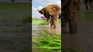 Sindhi Kisan Viral Video #viral #youtubeshorts #sindh #sindhi #sindhidrama #sindhimedia