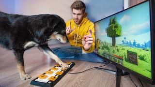 Ich bringe meinem Hund Minecraft spielen bei | Experiment