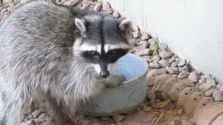 Raccoon eating cat food