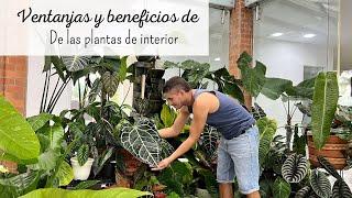 Después de ver este video VAS A LLENAR TU CASA DE PLANTAS | ventajas y beneficios