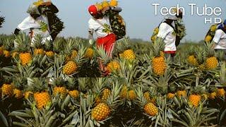 Modern Pineapple Cultivation | Pineapple Farming and Harvest Agriculture Technology