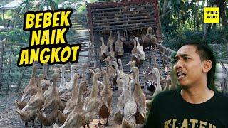 KREATIP !!! ANGON BEBEK NAIK ANGKOT - WIRA WIRI