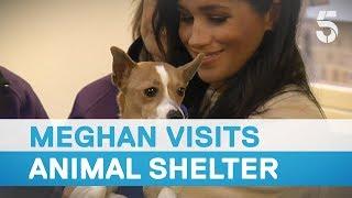 Meghan Markle called 'fat lady' as she visits Mayhew animal shelter | 5 News