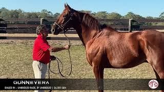 Gunnevera 2021 Pleasant Acres Stallions Virtual Stallion Show