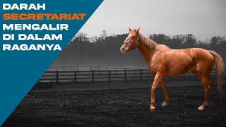 REVIEW KUDA BABON THOROUGHBRED KETURUNAN SECRETARIAT YANG DIDATANGKAN HUMAIRA STABLE DARI AUSTRALIA