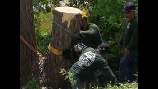 Tree Removal   Cottonwood removal for Mr. Stacy in NWOKC