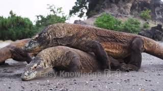 Komodo Dragon Mating Behavior || Komodo Dragon || Animal Planet
