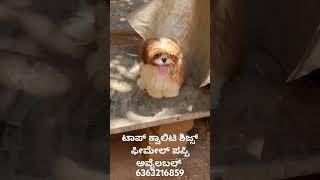#shitzu #puppies #pets #dance #dancer #dancecover