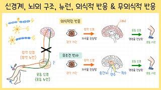 [중3_자극과 반응] 2강. 신경계(중추신경, 말초신경)￨뇌와 척수￨뉴런￨의식적 반응&무의식적 반응(조건 반사, 무조건 반사)￨무릎 반사