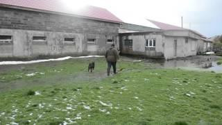 Herding sheep kerry terrier. Lesson 1.