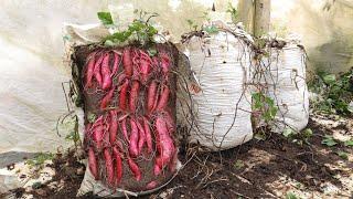 Why didn't I know this before ? - The method of growing sweet potatoes is so great