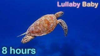  8 HOURS  UNDERWATER SOUNDS with MUSIC   NO ADS  SEA TURTLES Swimming  Relaxing Sleep Music