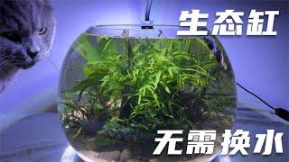 如何打造一个不用维护的生态缸（两个月变化）