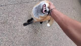 Finnegan Fox throws a temper tantrum