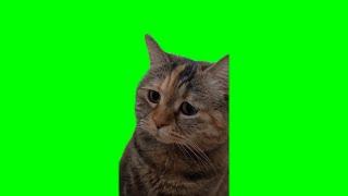 Sad Cat Meowing (HD GREEN SCREEN)