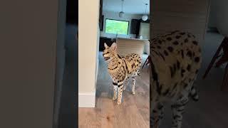 Chloe the Serval cries for dinner