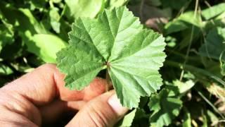 Wild Edibles With Sergei Boutenko: Common Mallow