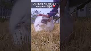 봄 날씨가 마음에 든 고양이 ️ | #새벽이 #산책
