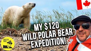 Manitoba's $120 Polar Bear & Beluga Safari! (Summer in Churchill is jaw-dropping!)   