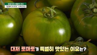 [방방콕콕 제철이 간다] 건강한 ‘단짠’ 짭짤이 토마토