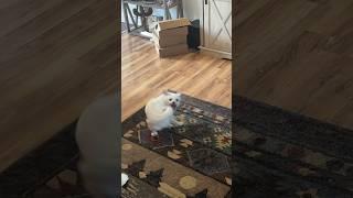 Leo Tail Chasing Edition #dog #chihuahuas