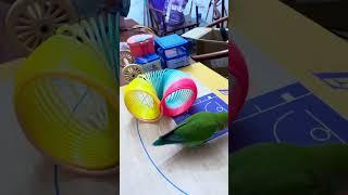 Bird Training : Smart lovebird Parrot | Smart Little Cute Parrot #training #smartparrot #cute