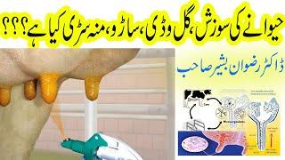 Learn about Mastitis with Dr Rizwan Bashir sb