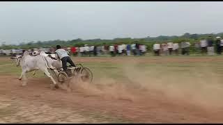 Fahad Patel Kanhiwada vs mundrai pat pratiyogita dohripahad ox race