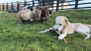 Pygmy Goats React To Golden Retriever Energy! (Baby Too!!)