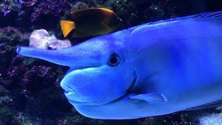 Aquarium tropical de Paris - Palais de la Porte Dorée - Daumesnil - Vincennes