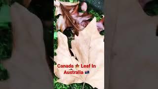 Canada  Leaf In Australia 