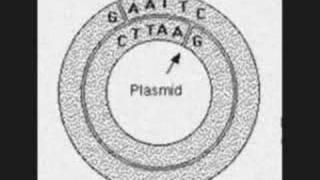 History Lessons (Coded Rings)