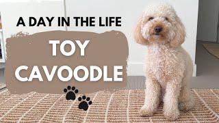 A DAY IN THE LIFE OF A TOY CAVOODLE PUPPY  (VLOG)