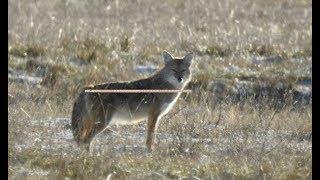 Coyote Hunting: Measurements you need for Ranging and Shooting