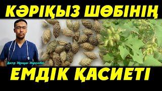 АЛЛЕРГИЯЛЫҚ МҰРЫН ҚАБЫНУДЫҢ(Аллергический ринит)ТАПТЫРМАС ЕМІ!!!КӘРІҚЫЗ ШӨБІНІҢ ЕМДІК ҚАСИЕТІ