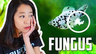 How to Fight Fungus on Aquarium Fish