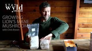 Grow Your Own Lions Mane Mushrooms - Stay Wyld Organics Grow Your Own Lion's Mane Mushroom Kit