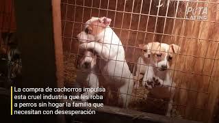 Los perros son maltratados en criaderos de todo el mudo