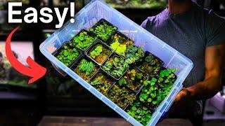 How To Grow Terrarium Plants - Easy Beginner Method