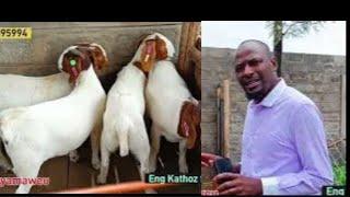 Eng Kathoz gives full details on importation of Boer goats from South Africa