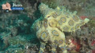 BRO - Blue Ring Octopus (Hapalochlaena lunulata)